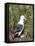 Black-browed albatross or black-browed mollymawk (Thalassarche melanophris).-Martin Zwick-Framed Stretched Canvas