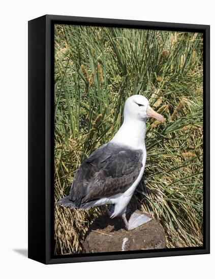Black-browed albatross or black-browed mollymawk (Thalassarche melanophris).-Martin Zwick-Framed Stretched Canvas