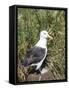 Black-browed albatross or black-browed mollymawk (Thalassarche melanophris).-Martin Zwick-Framed Stretched Canvas