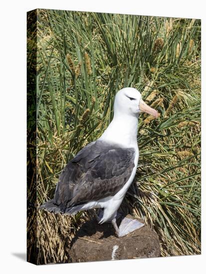 Black-browed albatross or black-browed mollymawk (Thalassarche melanophris).-Martin Zwick-Stretched Canvas