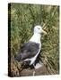 Black-browed albatross or black-browed mollymawk (Thalassarche melanophris).-Martin Zwick-Stretched Canvas