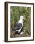 Black-browed albatross or black-browed mollymawk (Thalassarche melanophris).-Martin Zwick-Framed Photographic Print