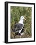 Black-browed albatross or black-browed mollymawk (Thalassarche melanophris).-Martin Zwick-Framed Photographic Print