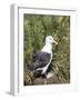 Black-browed albatross or black-browed mollymawk (Thalassarche melanophris).-Martin Zwick-Framed Photographic Print