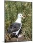 Black-browed albatross or black-browed mollymawk (Thalassarche melanophris).-Martin Zwick-Mounted Photographic Print
