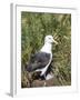 Black-browed albatross or black-browed mollymawk (Thalassarche melanophris).-Martin Zwick-Framed Photographic Print