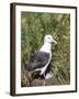 Black-browed albatross or black-browed mollymawk (Thalassarche melanophris).-Martin Zwick-Framed Photographic Print