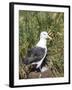 Black-browed albatross or black-browed mollymawk (Thalassarche melanophris).-Martin Zwick-Framed Photographic Print