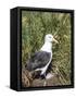 Black-browed albatross or black-browed mollymawk (Thalassarche melanophris).-Martin Zwick-Framed Stretched Canvas