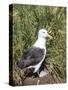 Black-browed albatross or black-browed mollymawk (Thalassarche melanophris).-Martin Zwick-Stretched Canvas