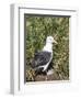 Black-browed albatross or black-browed mollymawk (Thalassarche melanophris).-Martin Zwick-Framed Photographic Print