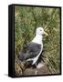 Black-browed albatross or black-browed mollymawk (Thalassarche melanophris).-Martin Zwick-Framed Stretched Canvas