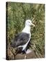 Black-browed albatross or black-browed mollymawk (Thalassarche melanophris).-Martin Zwick-Stretched Canvas