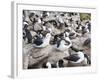 Black-browed albatross or black-browed mollymawk (Thalassarche melanophris).-Martin Zwick-Framed Photographic Print