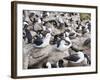 Black-browed albatross or black-browed mollymawk (Thalassarche melanophris).-Martin Zwick-Framed Photographic Print