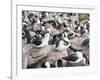 Black-browed albatross or black-browed mollymawk (Thalassarche melanophris).-Martin Zwick-Framed Photographic Print