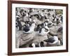 Black-browed albatross or black-browed mollymawk (Thalassarche melanophris).-Martin Zwick-Framed Photographic Print