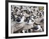 Black-browed albatross or black-browed mollymawk (Thalassarche melanophris).-Martin Zwick-Framed Photographic Print