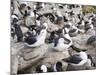 Black-browed albatross or black-browed mollymawk (Thalassarche melanophris).-Martin Zwick-Mounted Photographic Print