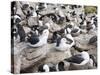 Black-browed albatross or black-browed mollymawk (Thalassarche melanophris).-Martin Zwick-Stretched Canvas