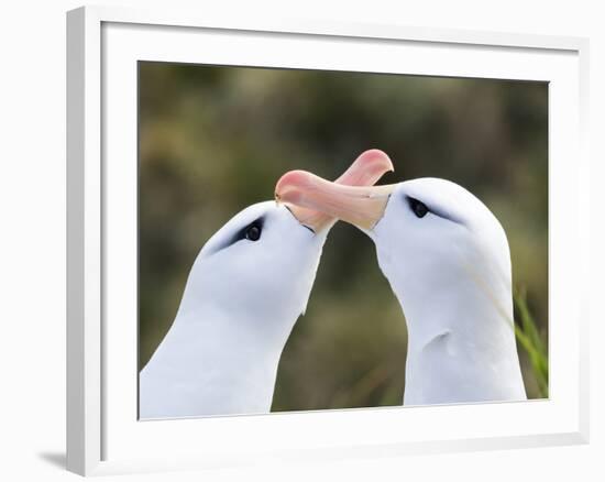 Black-browed albatross or black-browed mollymawk, typical courtship and greeting behavior.-Martin Zwick-Framed Photographic Print