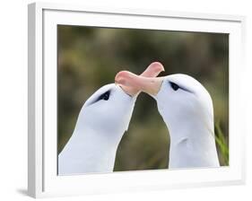 Black-browed albatross or black-browed mollymawk, typical courtship and greeting behavior.-Martin Zwick-Framed Photographic Print