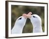 Black-browed albatross or black-browed mollymawk, typical courtship and greeting behavior.-Martin Zwick-Framed Photographic Print