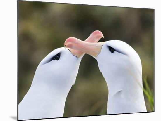 Black-browed albatross or black-browed mollymawk, typical courtship and greeting behavior.-Martin Zwick-Mounted Photographic Print