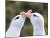 Black-browed albatross or black-browed mollymawk, typical courtship and greeting behavior.-Martin Zwick-Mounted Photographic Print