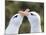 Black-browed albatross or black-browed mollymawk, typical courtship and greeting behavior.-Martin Zwick-Mounted Photographic Print