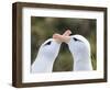 Black-browed albatross or black-browed mollymawk, typical courtship and greeting behavior.-Martin Zwick-Framed Photographic Print