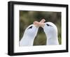 Black-browed albatross or black-browed mollymawk, typical courtship and greeting behavior.-Martin Zwick-Framed Photographic Print