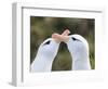 Black-browed albatross or black-browed mollymawk, typical courtship and greeting behavior.-Martin Zwick-Framed Photographic Print