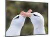 Black-browed albatross or black-browed mollymawk, typical courtship and greeting behavior.-Martin Zwick-Mounted Photographic Print