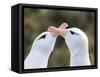 Black-browed albatross or black-browed mollymawk, typical courtship and greeting behavior.-Martin Zwick-Framed Stretched Canvas