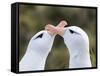 Black-browed albatross or black-browed mollymawk, typical courtship and greeting behavior.-Martin Zwick-Framed Stretched Canvas