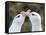 Black-browed albatross or black-browed mollymawk, typical courtship and greeting behavior.-Martin Zwick-Framed Stretched Canvas