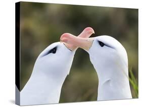 Black-browed albatross or black-browed mollymawk, typical courtship and greeting behavior.-Martin Zwick-Stretched Canvas