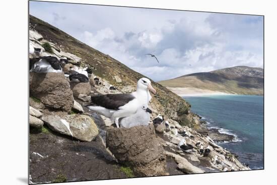 Black-Browed Albatross or Mollymawk, Colony. Falkland Islands-Martin Zwick-Mounted Premium Photographic Print