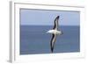 Black-Browed Albatross or Mollymawk, Flight Shot. Falkland Islands-Martin Zwick-Framed Photographic Print