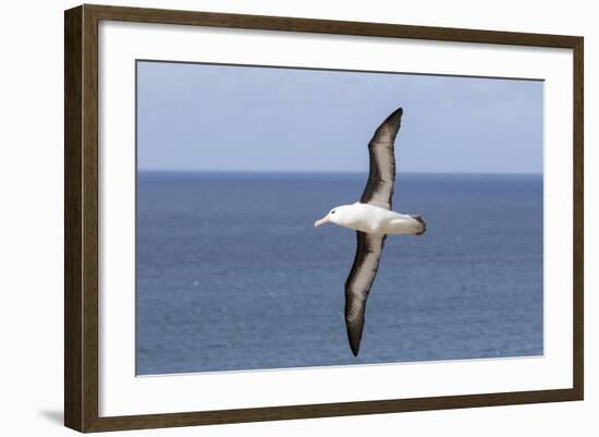 Black-Browed Albatross or Mollymawk, Flight Shot. Falkland Islands-Martin Zwick-Framed Photographic Print