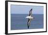 Black-Browed Albatross or Mollymawk, Flight Shot. Falkland Islands-Martin Zwick-Framed Photographic Print