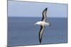 Black-Browed Albatross or Mollymawk, Flight Shot. Falkland Islands-Martin Zwick-Mounted Photographic Print