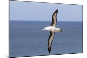 Black-Browed Albatross or Mollymawk, Flight Shot. Falkland Islands-Martin Zwick-Mounted Photographic Print