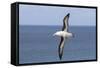 Black-Browed Albatross or Mollymawk, Flight Shot. Falkland Islands-Martin Zwick-Framed Stretched Canvas