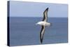 Black-Browed Albatross or Mollymawk, Flight Shot. Falkland Islands-Martin Zwick-Stretched Canvas