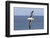 Black-Browed Albatross or Mollymawk, Flight Shot. Falkland Islands-Martin Zwick-Framed Photographic Print