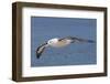 Black-Browed Albatross or Mollymawk, Flight Shot. Falkland Islands-Martin Zwick-Framed Photographic Print