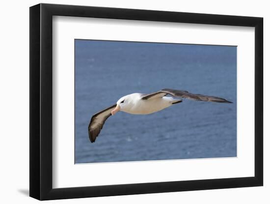 Black-Browed Albatross or Mollymawk, Flight Shot. Falkland Islands-Martin Zwick-Framed Photographic Print