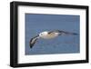 Black-Browed Albatross or Mollymawk, Flight Shot. Falkland Islands-Martin Zwick-Framed Photographic Print